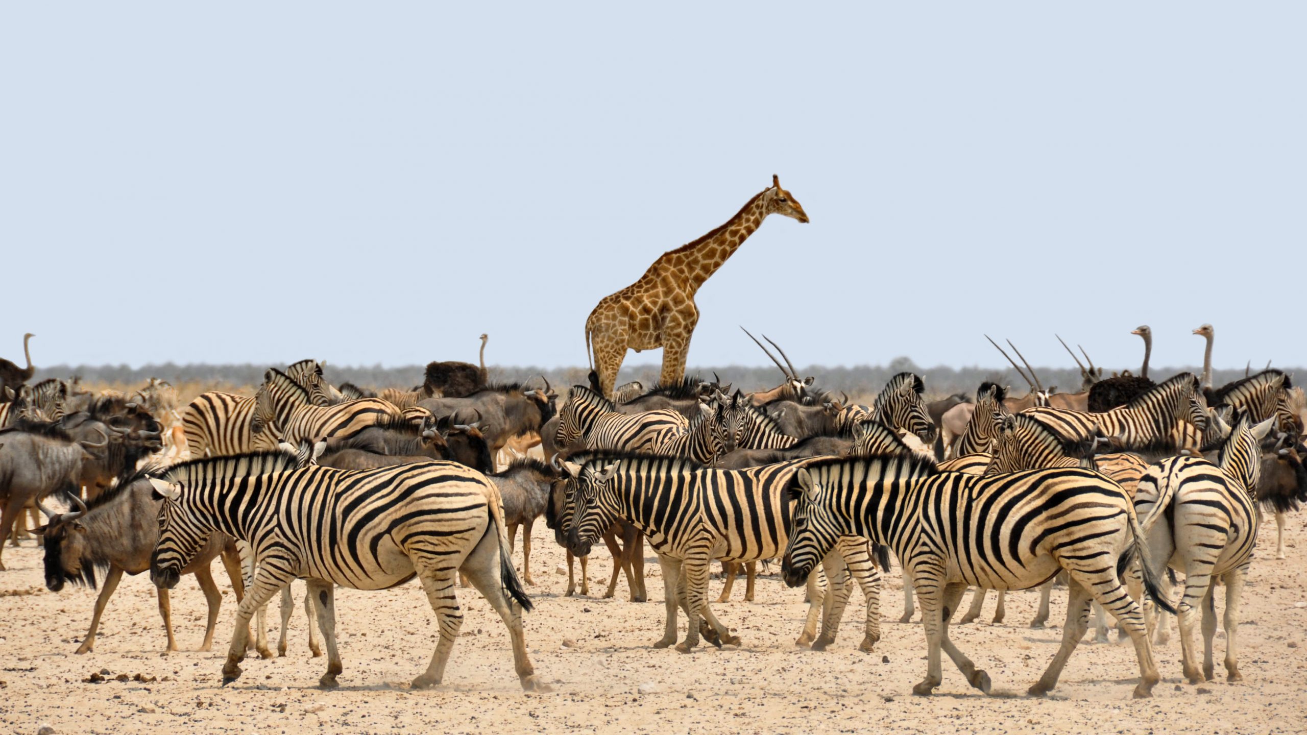 Diverse Namibia – 9Nights / 10Days