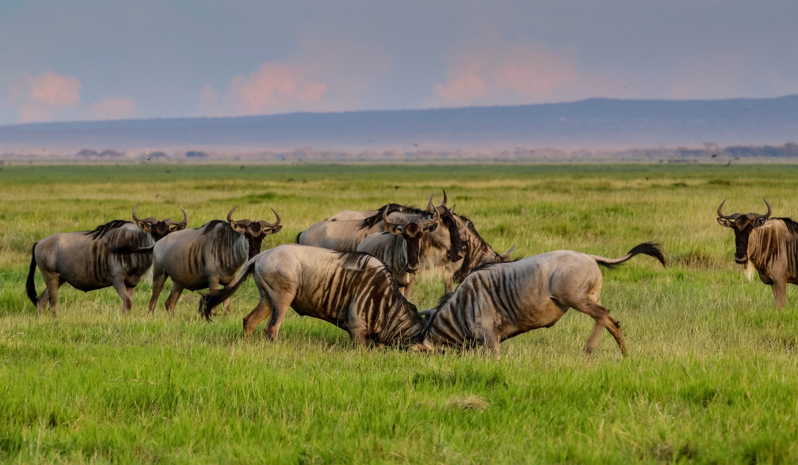Family Safari – Kenya