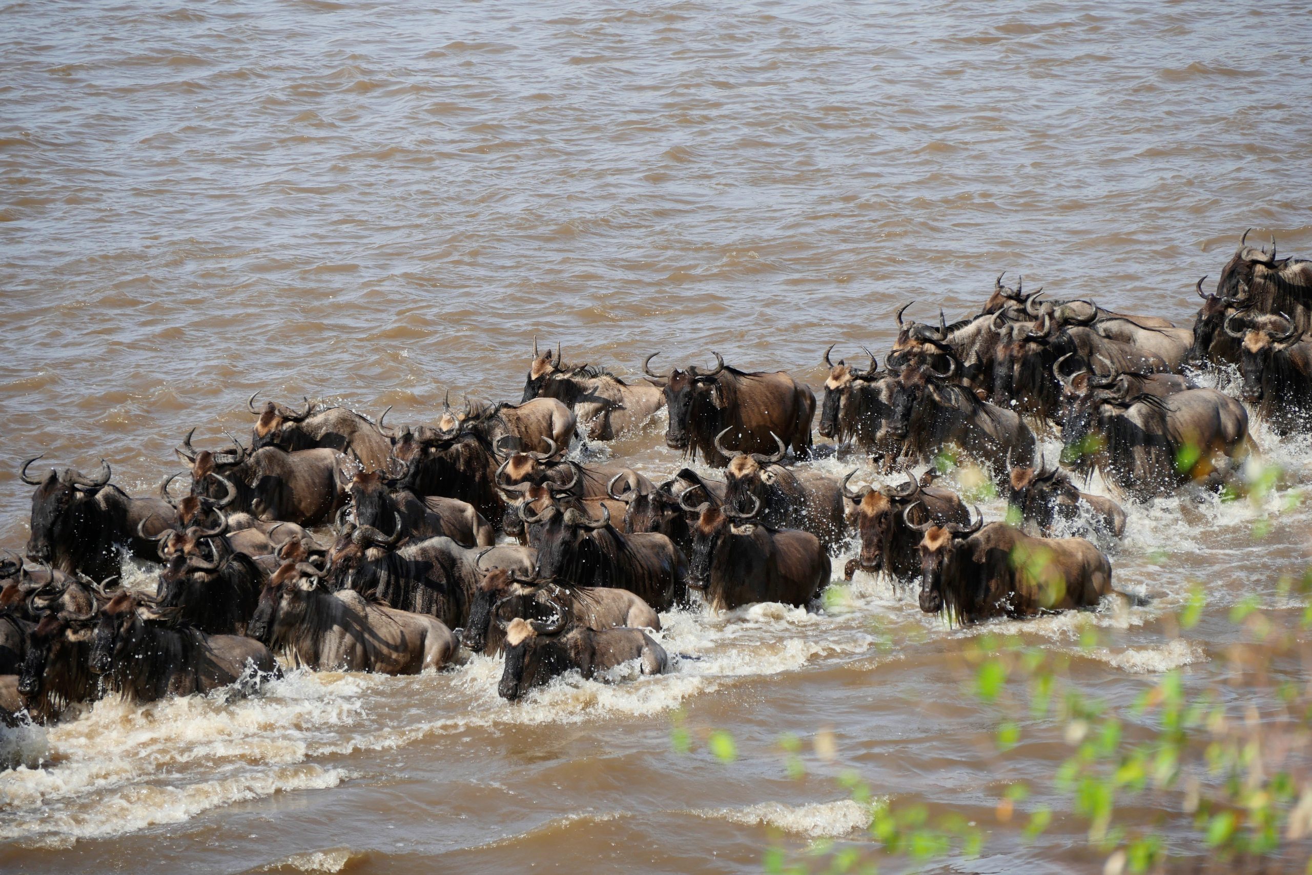 SERENGETI AND SELOUS: A WEEK LONG SAFARI FOR FAMILIES.