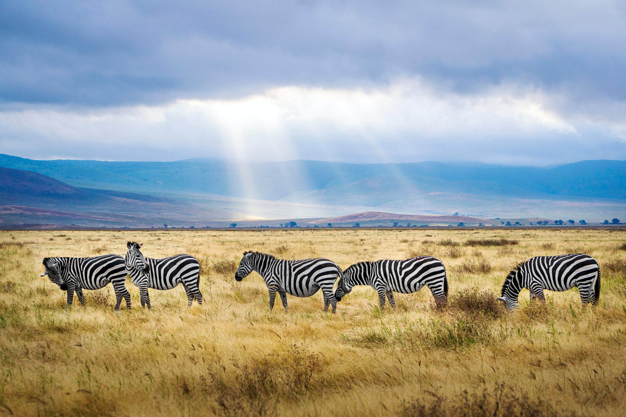 A WEEK COMBINING THE SERENGETI NATIONAL PARK & THE SELOUS GAME RESERVE