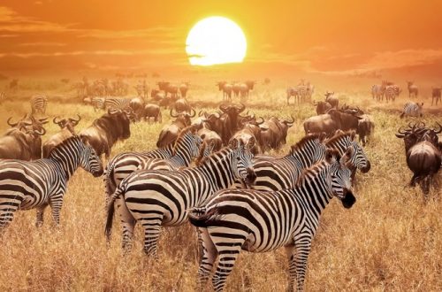 zebra-africa-1512710348-785X440